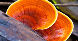 Reishi Pliz in der Natur