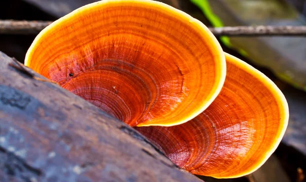 Reishi Pliz in der Natur
