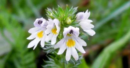 Augentrost – Der Kräutertee für klare Sicht & gesunde Augen