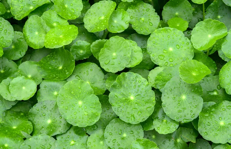 Gotu Kola Blatt