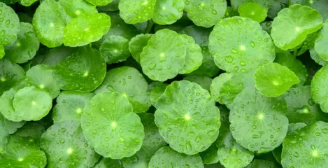 Gotu Kola Blatt
