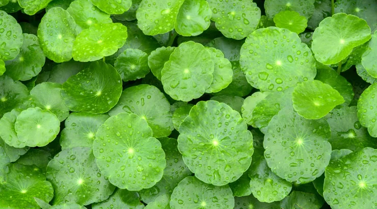 Gotu Kola Blatt