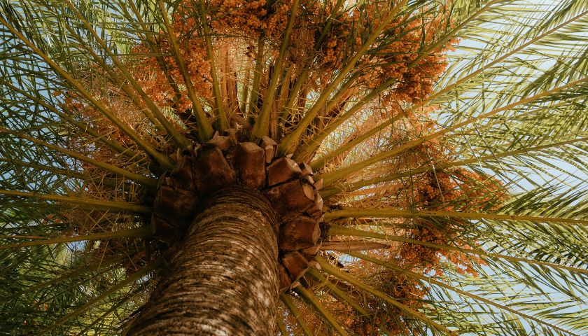 Palme datulja uglanom rastu na Bliskom istoku.