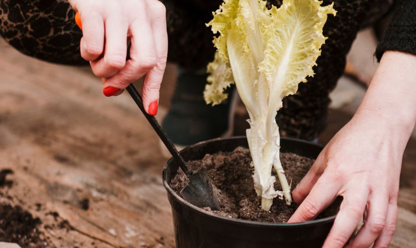 Uz dovoljno sunčeve svjetlosti i brige vrste salata mogu sjajano uspijevati na balkonu.