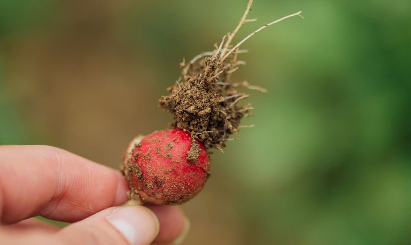 Rotkvice mogu biti hrskavo i ukusno iznanđenje s balkona. 
