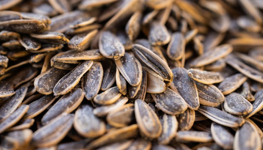 Suncokretove sjmenke imaju izrazito kvalitetnu nutritivnu vrijednost.