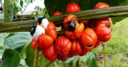 Guarana-Strauch