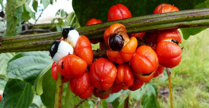 Guarana-Strauch