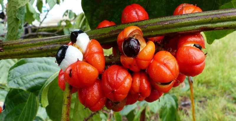 Guarana-Strauch