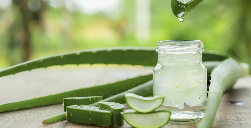 Aloe Vera fr Verdauung, Haut, Haare & Zhne  Wirkung & Anwendung im  berblick