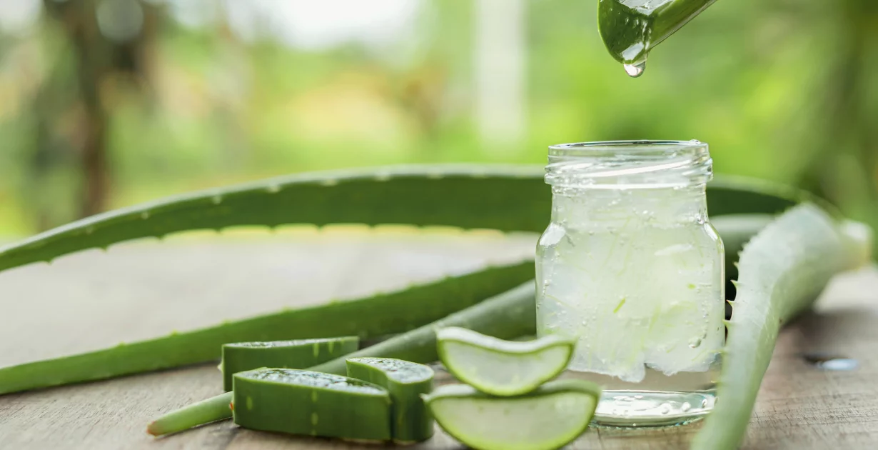 Aloe Vera in der Natur