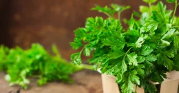 Petersilie als Heilpflanze – Wirkung bei Blasenentzündung, Anämie & Schlafstörungen
