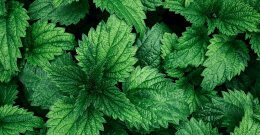 Brennnessel Blatt