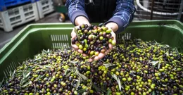 Olivenöl – ein Tropfen Gesundheit für Herz und Bauch