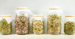 Sprossen – Was macht sie so kraftvoll und gesund?