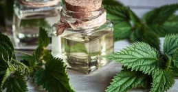 Brennnessel Tinktur – Wirkung, Anwendung, Dosierung & Rezept