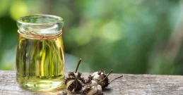 Rizinusöl für Haare und Verdauung – Heilende Eigenschaften und Anwendungstipps