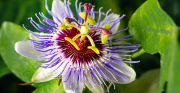 Passionsblume in der Natur