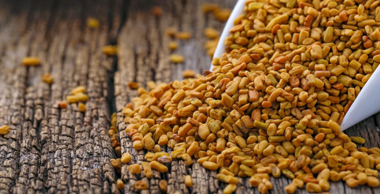 Bockshornklee auf Holzsockel