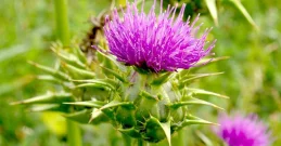 Mariendistel und ihre Wirkung auf die Leber – Einnahme, Dosierung und Bezugsquellen