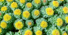 Rhodiola – die Adaptogenpflanze gegen Stress und Erschöpfung