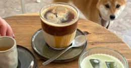 Hojicha vs. Matcha – Warum alle über diesen japanischen Tee sprechen?
