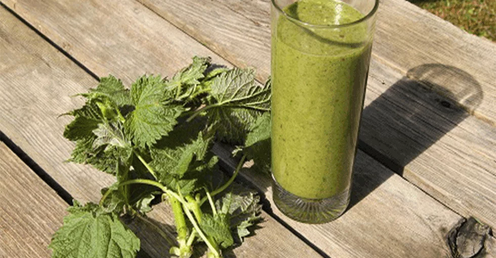 Brennnessel Smoothie-Boost!